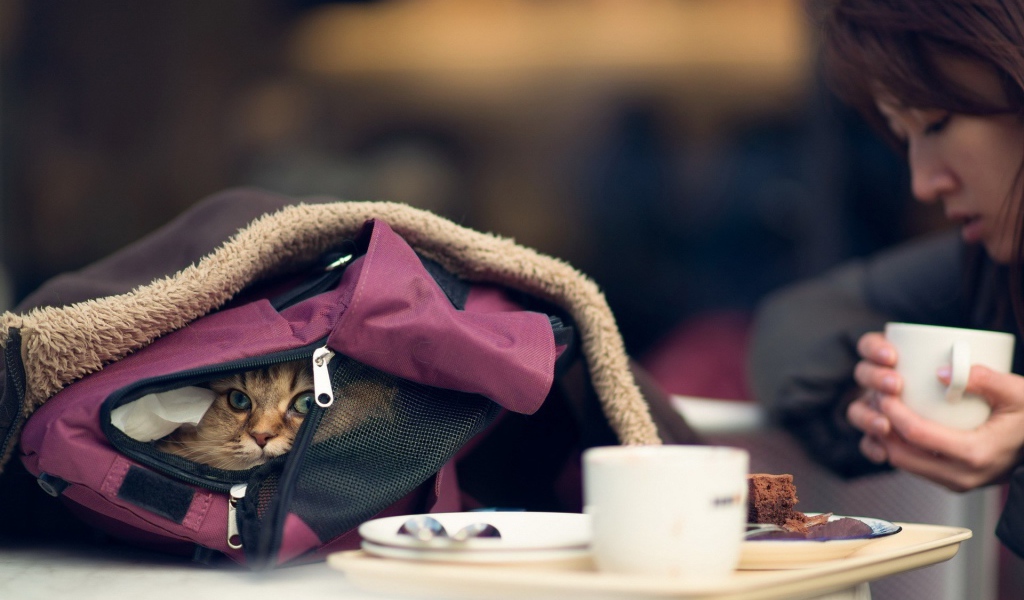 Кот спрятался в рюкзаке у девушки