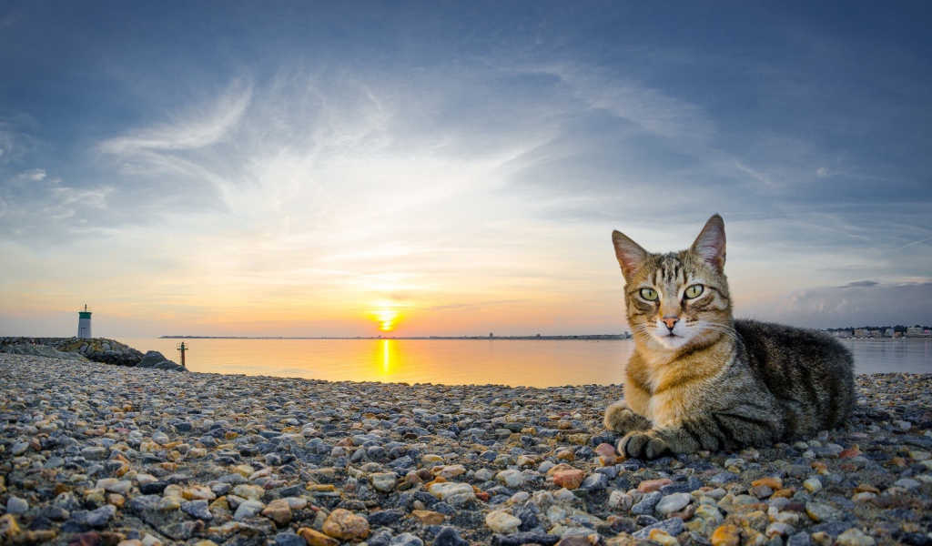 The cat lies on the shingle beach at sunset