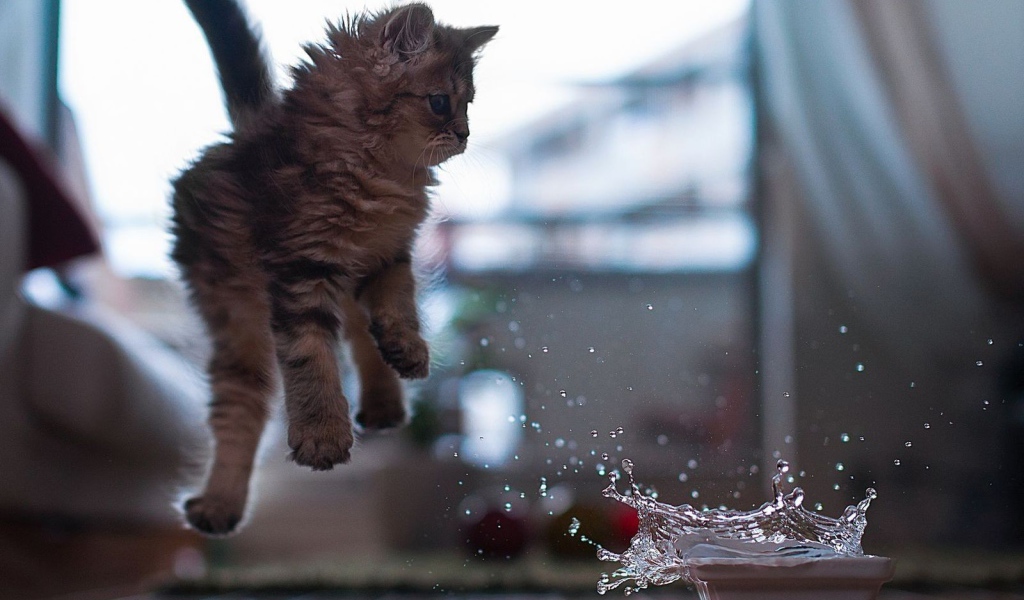 Котенок отпрыгивает от воды