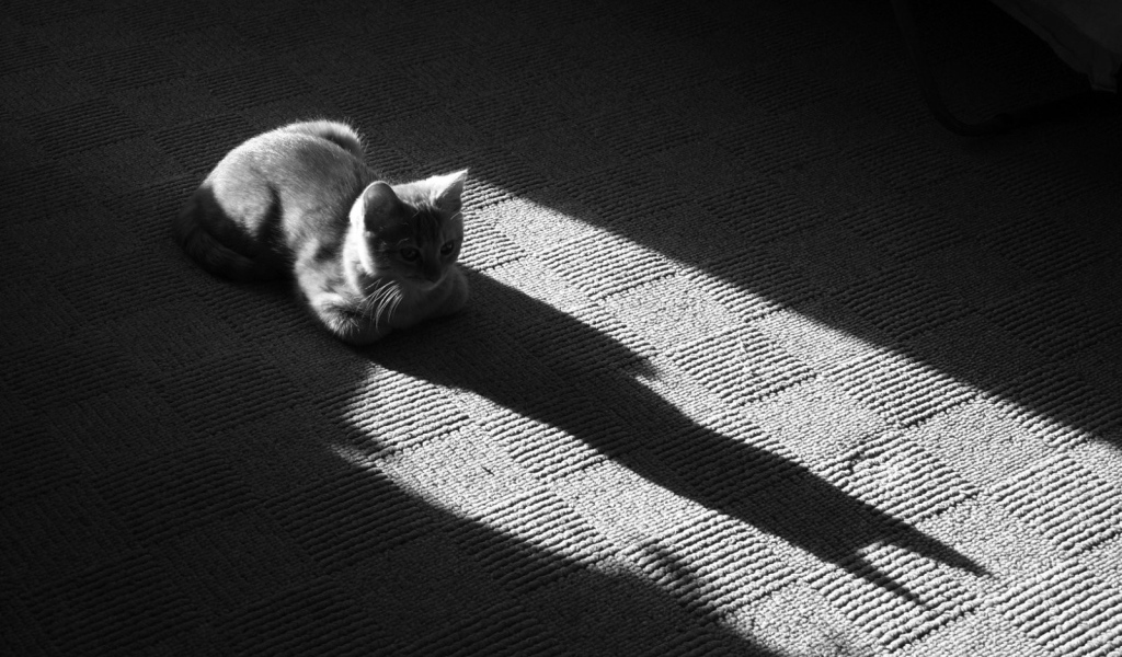 Тень от серого кота