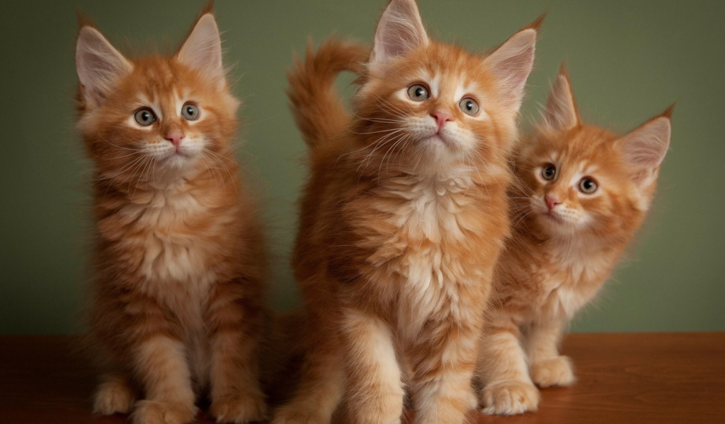 Три рыжих пушистых котенка