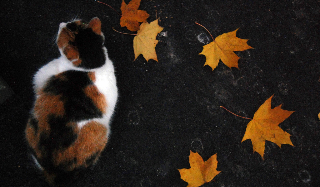 Трехцветный кот и осенние листья