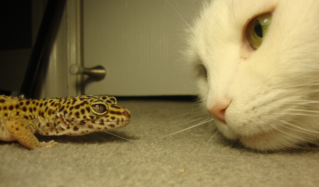 Белый кот и зеленая ящерица