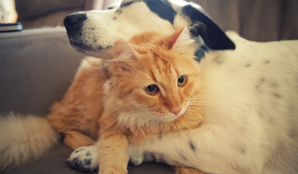 Собака и кот друзья