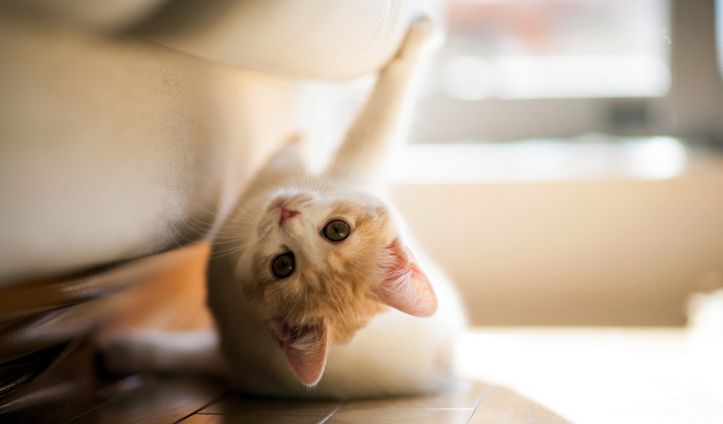 Игривый котенок под диваном