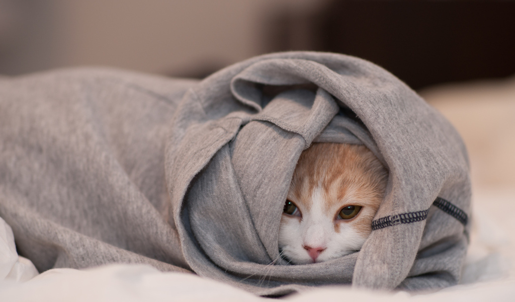 Кошка спряталась в одежде
