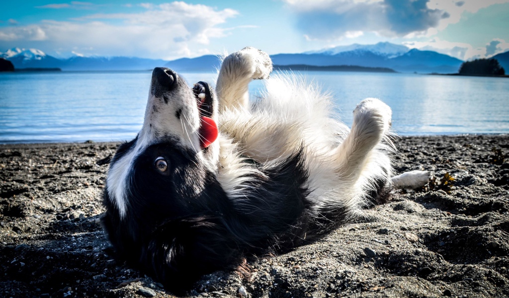 Черно белая собака лежит на спине на пляже
