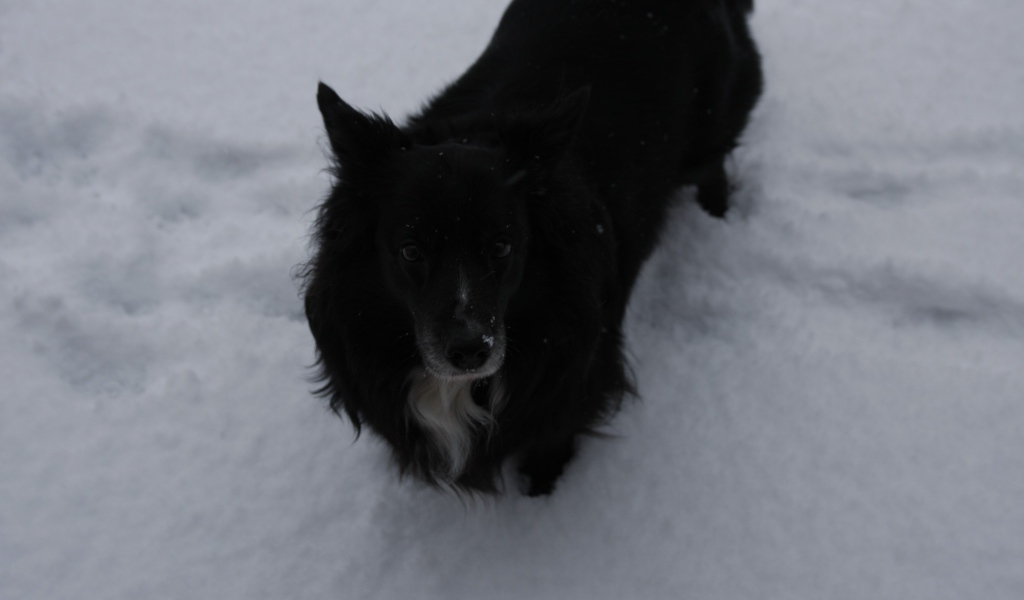 Черный пес стоит в снегу