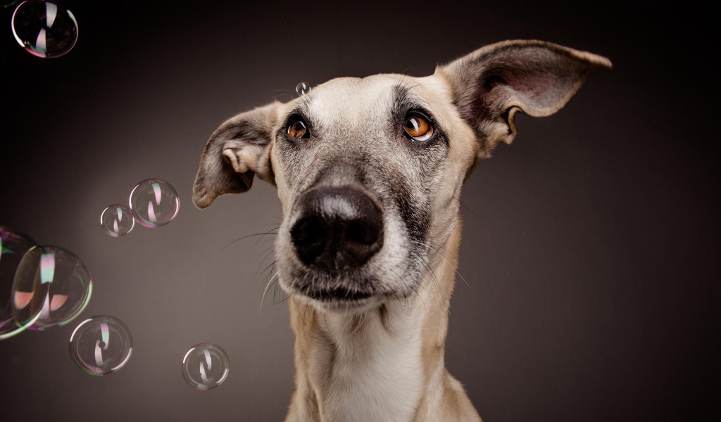 Растерянный пес среди мыльных пузырей