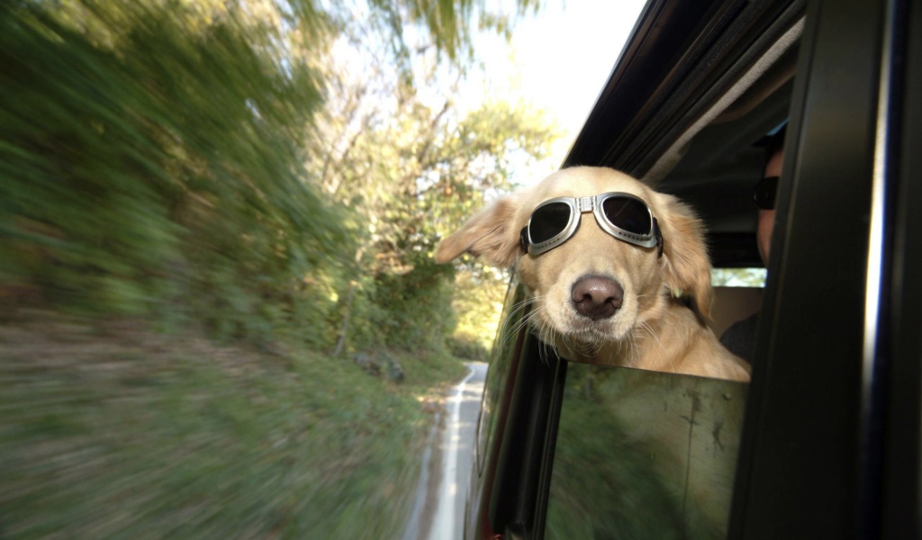 Собака в очках смотрит в окно