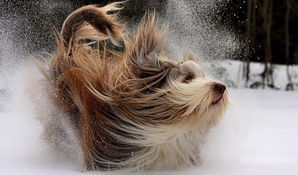 Счастливая собака с длинной шерстью играет в снегу