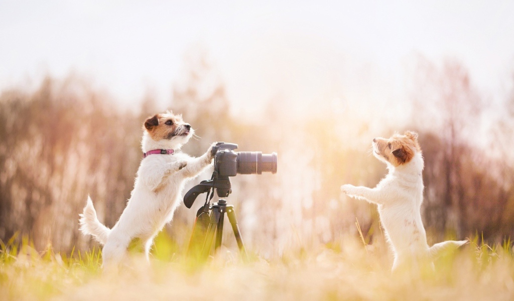 Две собаки фотографы