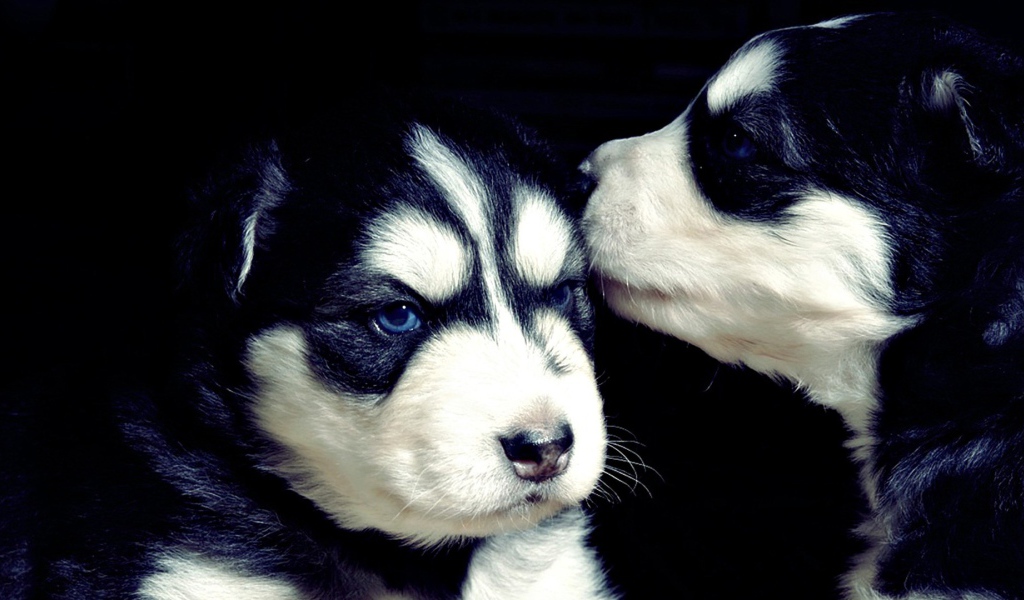 Два серьезных черно-белых щенка хаски