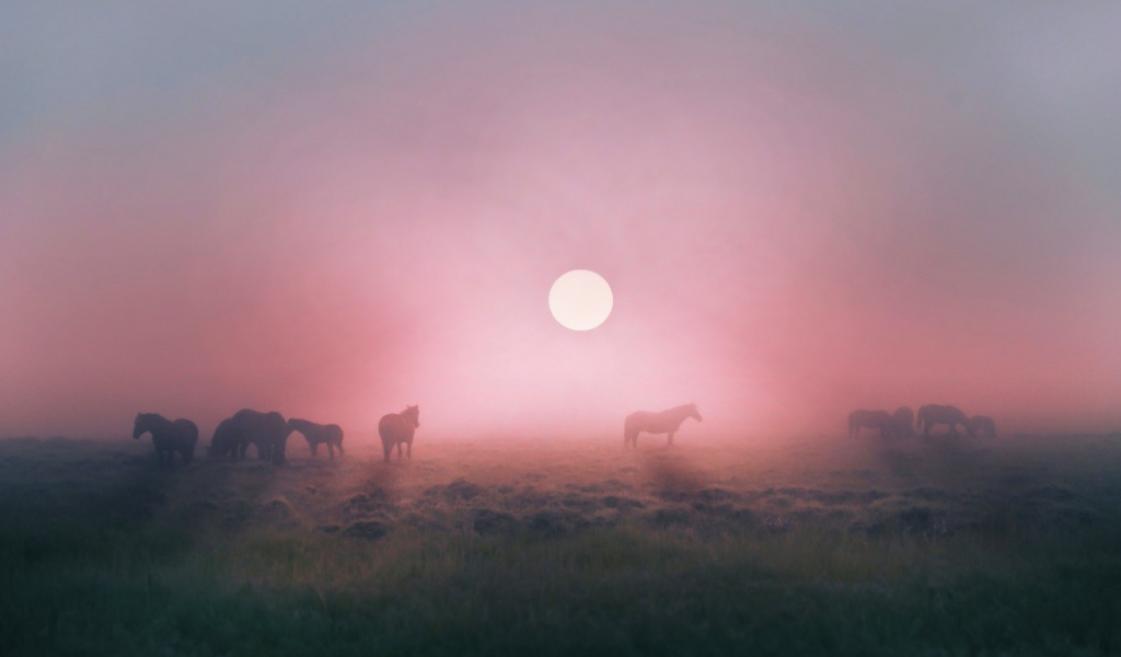 Лошади пасутся в тумане на восходе