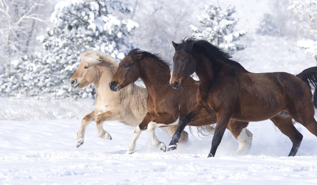 Тройка лошадей на снегу