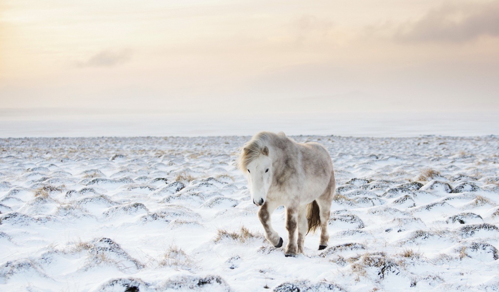 Белый пони на заснеженном поле