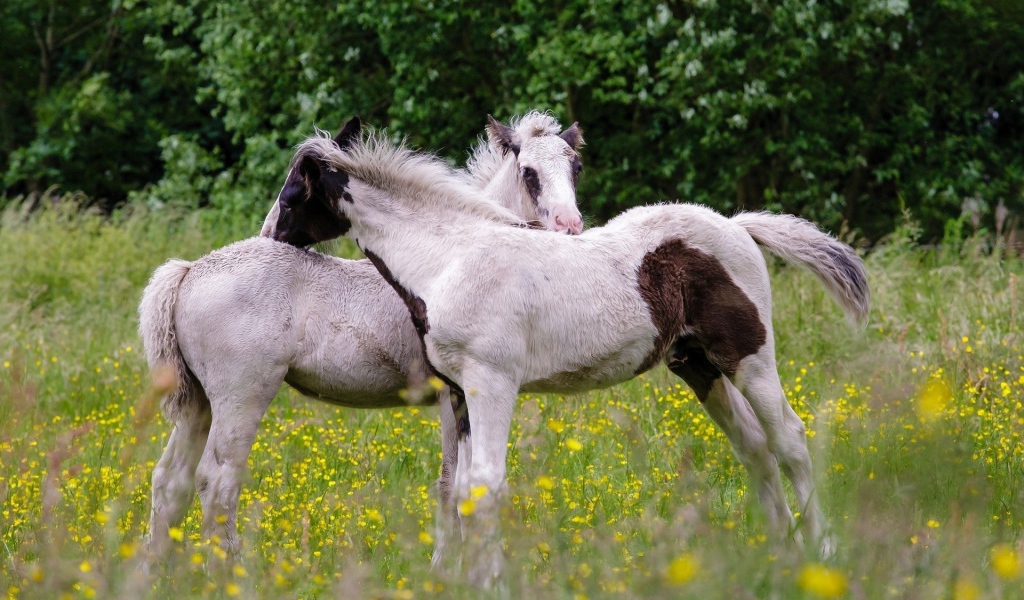 Молодые лошади на поле желтых цветов