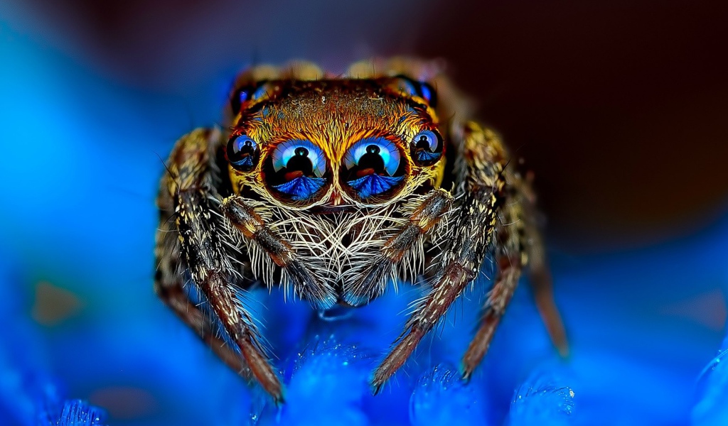 Отражение в глазах паука