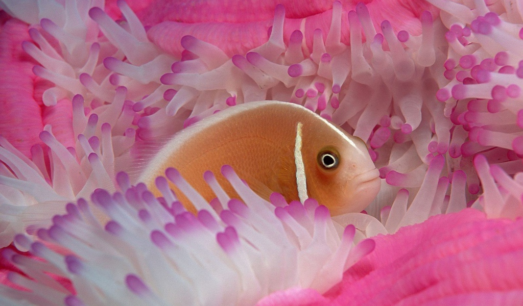Рыба среди розовых анемон