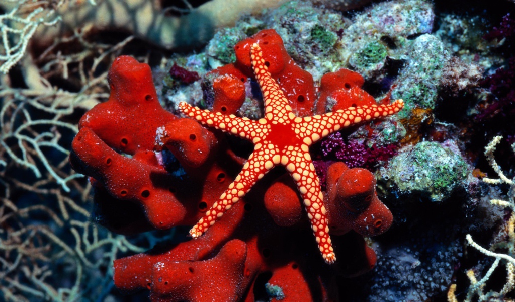 Красная морская звезда