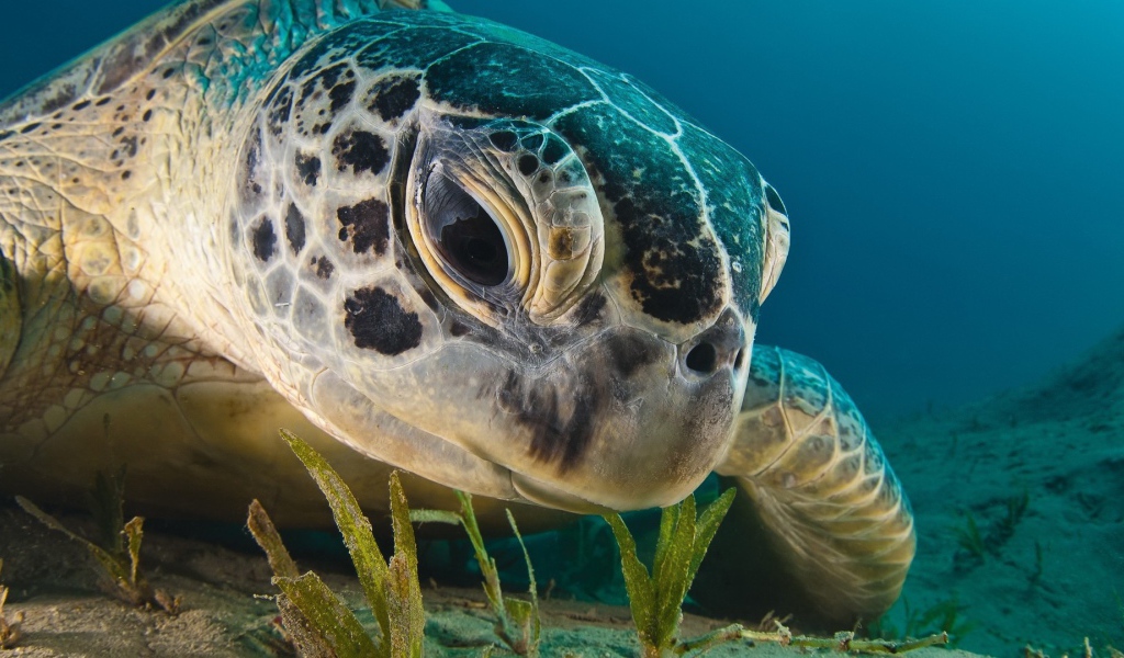 Черепаха кушает водоросли
