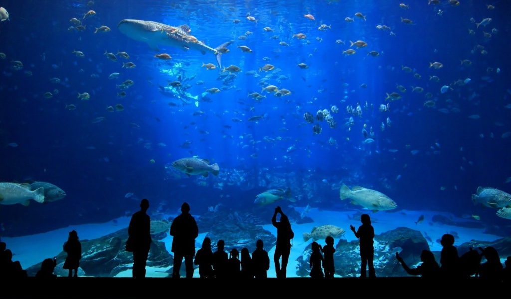 Посетители в океанариуме