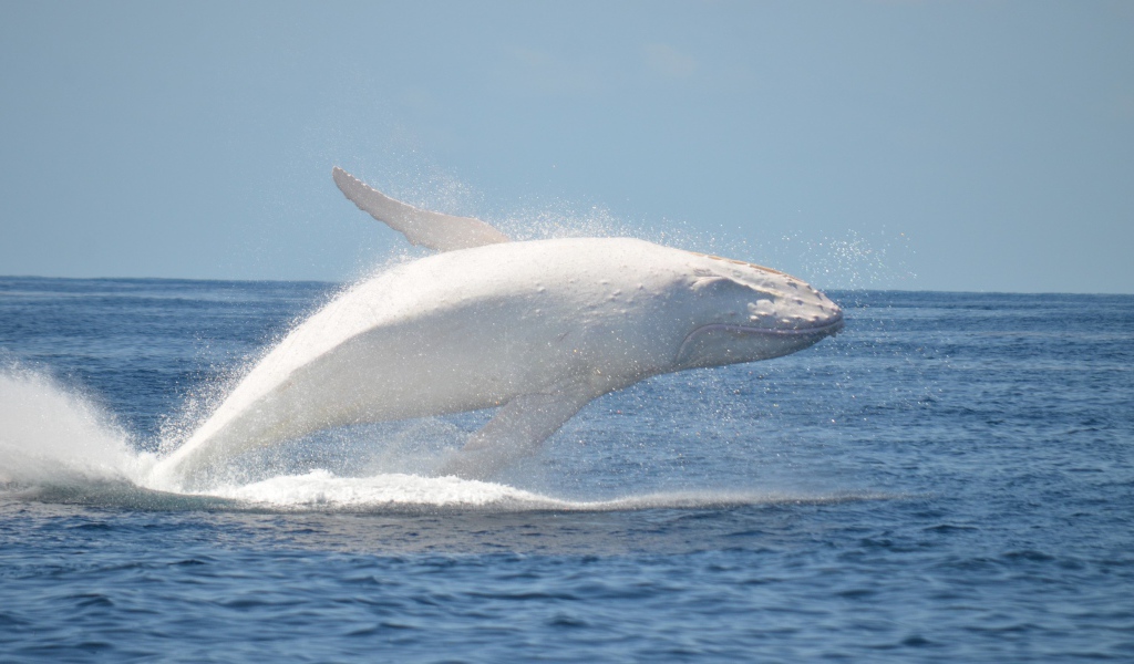 Белый кит в море