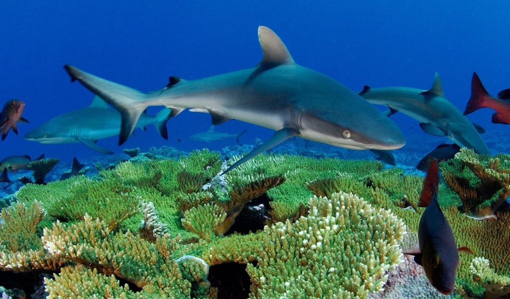 Молодые акулы на коралловом рифе