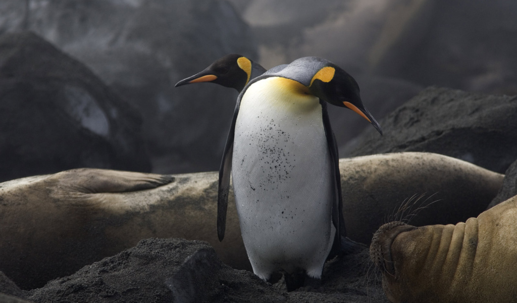 Два пингвина и морж