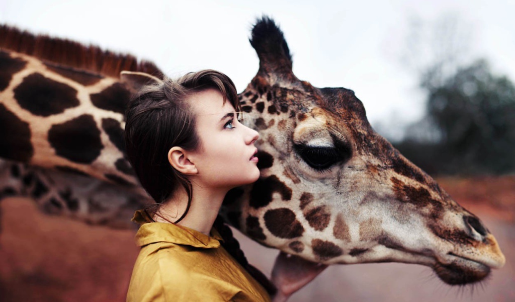 Девушка держит жирафа за голову