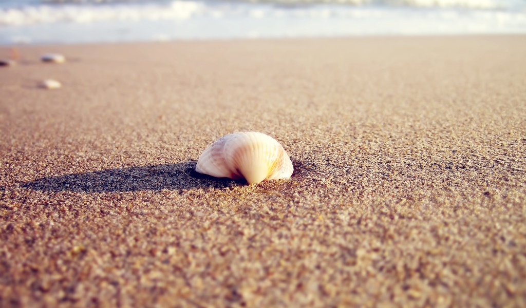 Ракушка в песке пляжа