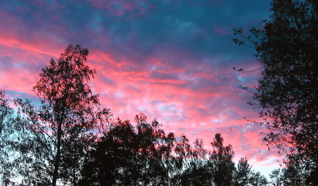 Розовые облака над деревьями