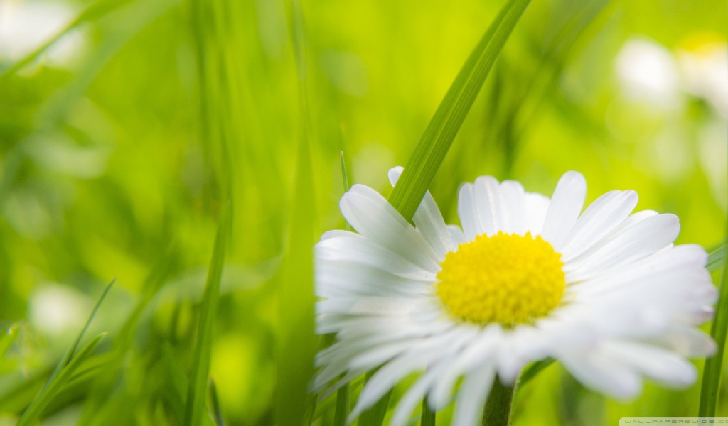 A blade of grass between the petals of daisies