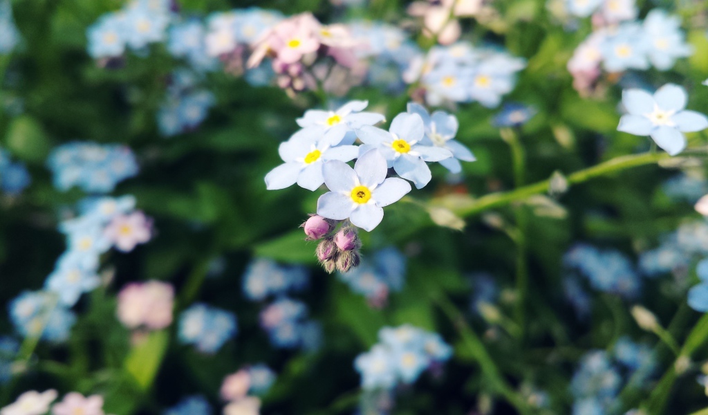Beautiful flowers forget-me