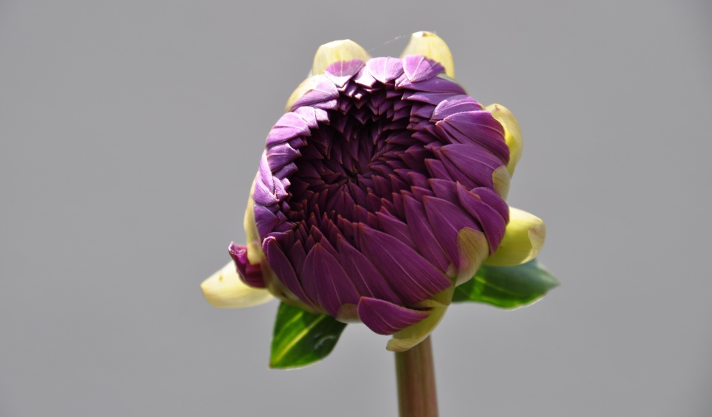 Бутон большого фиолетового цветка на сером фоне