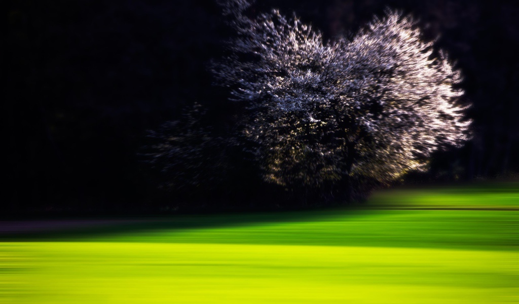 Цветущая вишня на краю зеленого газона