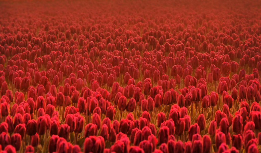 Поле красных тюльпанов в дымке