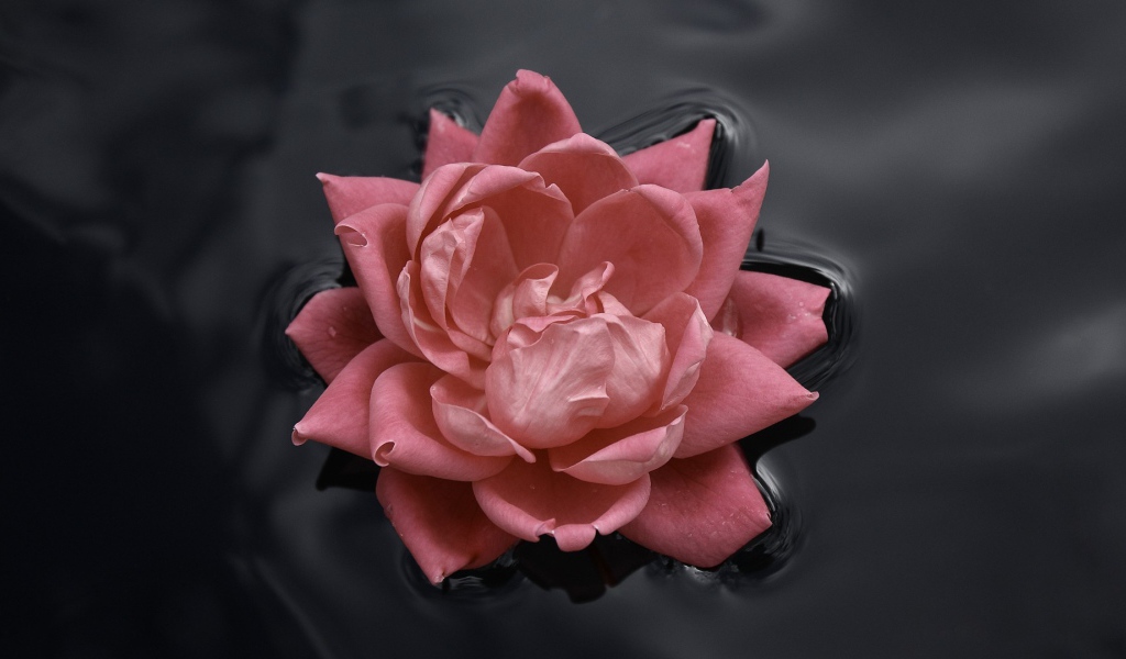 Розовая роза в черной воде