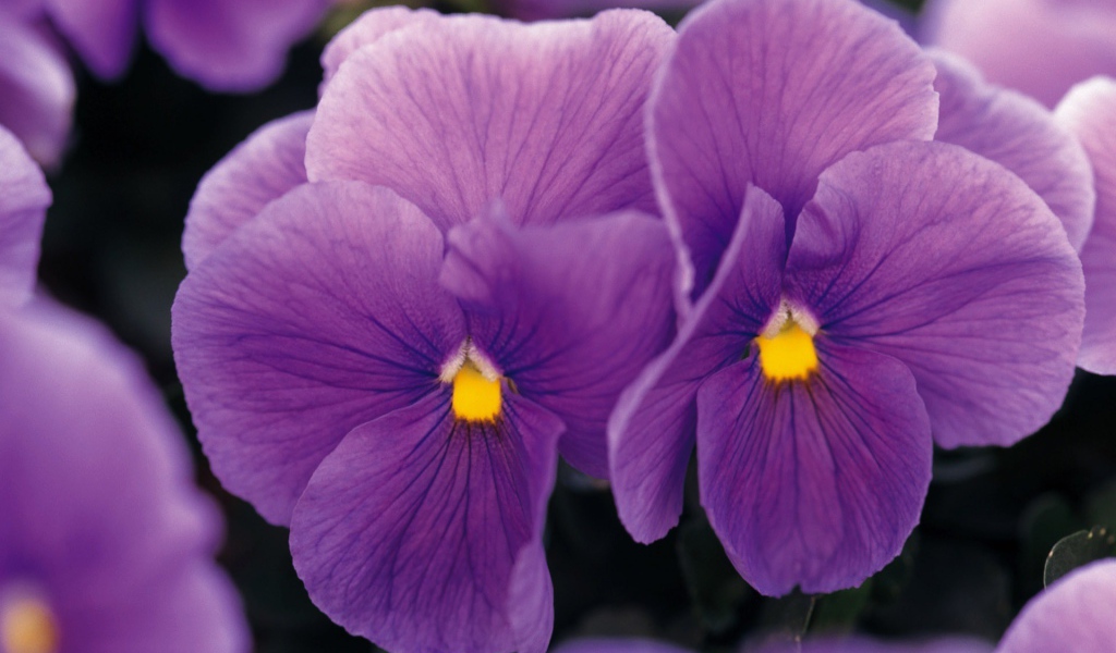 Фиолетовые цветы с желтой сердцевиной