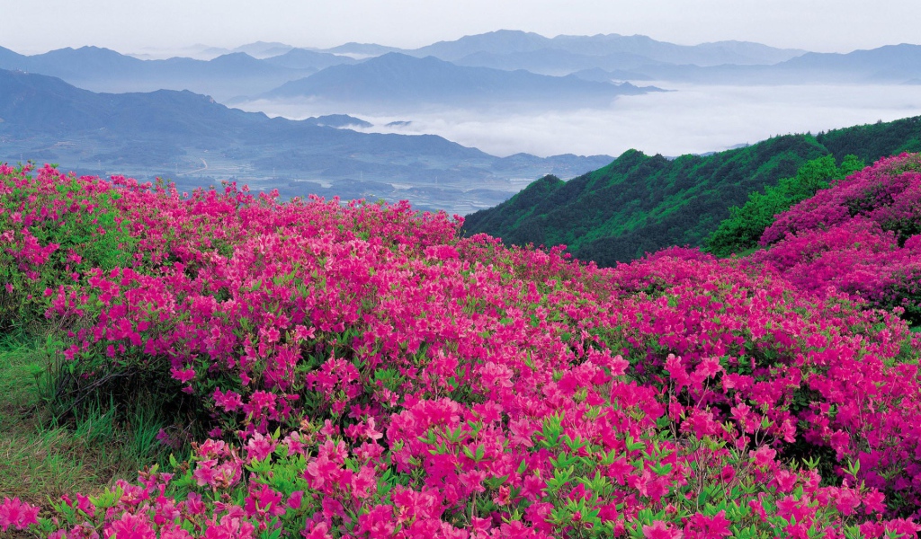 Буйное цветение розовых цветов в горах