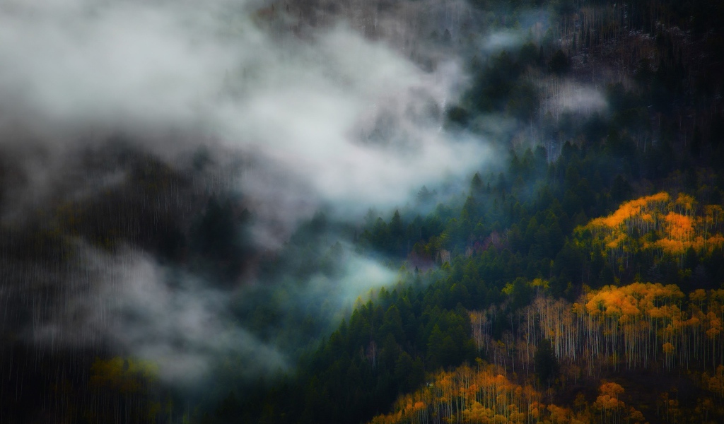 Утренний туман между деревьями горного леса