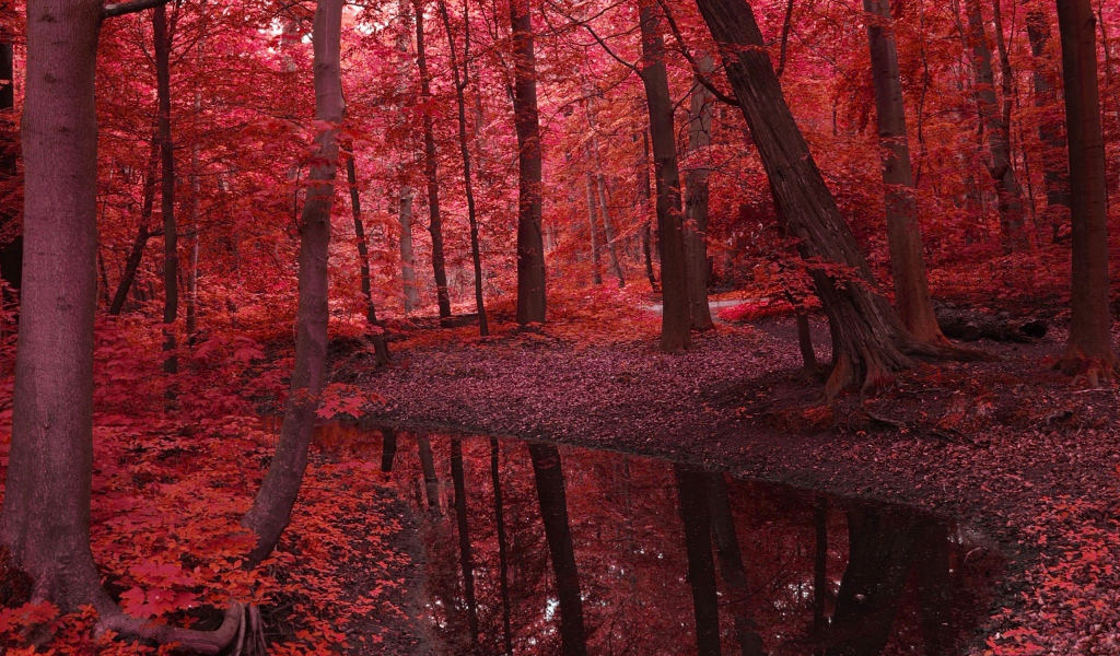 Красная земля и деревья в осеннем лесу
