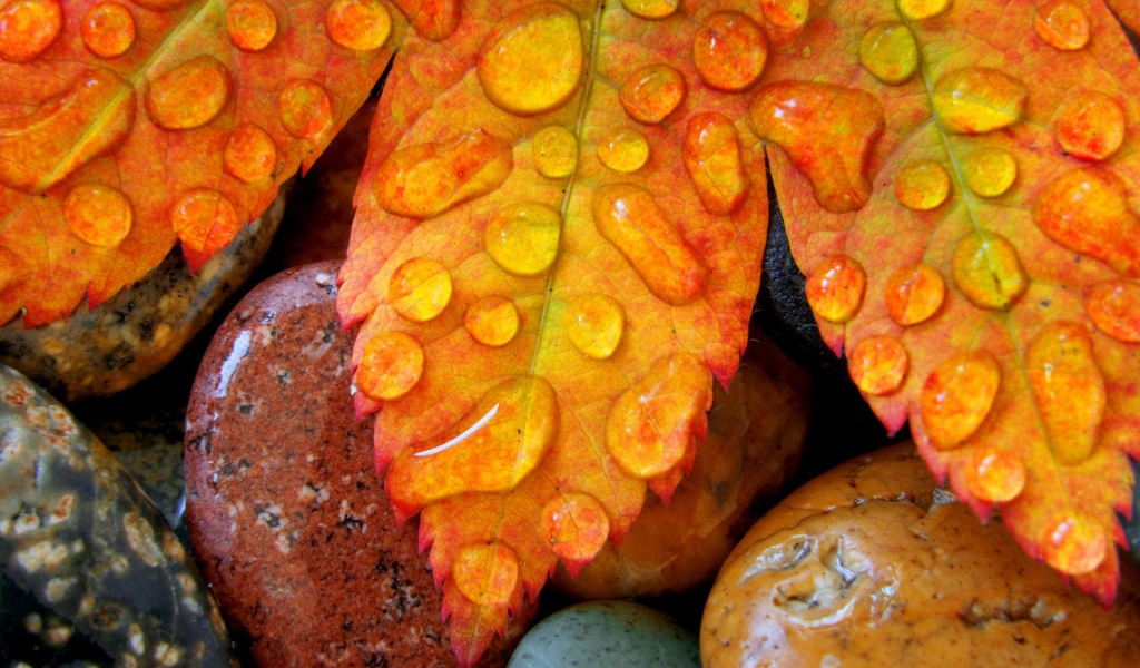 Желтые листья на мокрых камнях