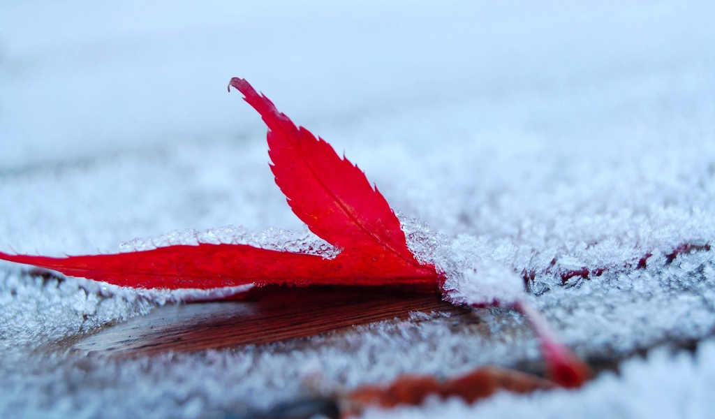 Слой снега на красном листе