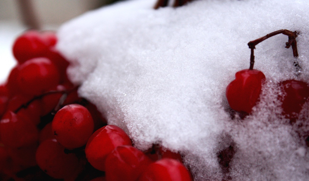 Ягоды на ветке под снегом