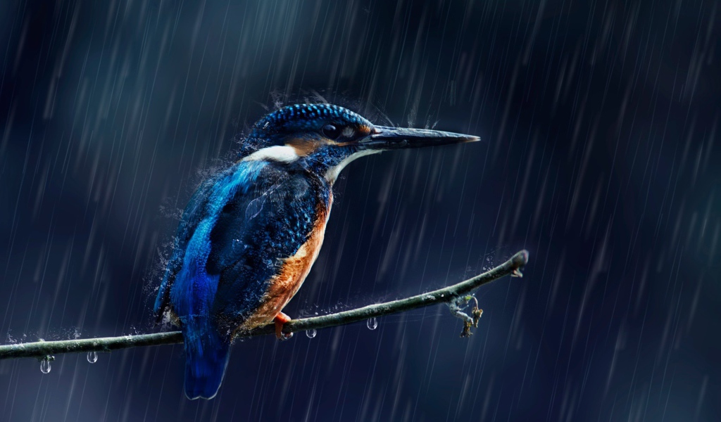 Маленькая птица зимородок на ветке под дождем