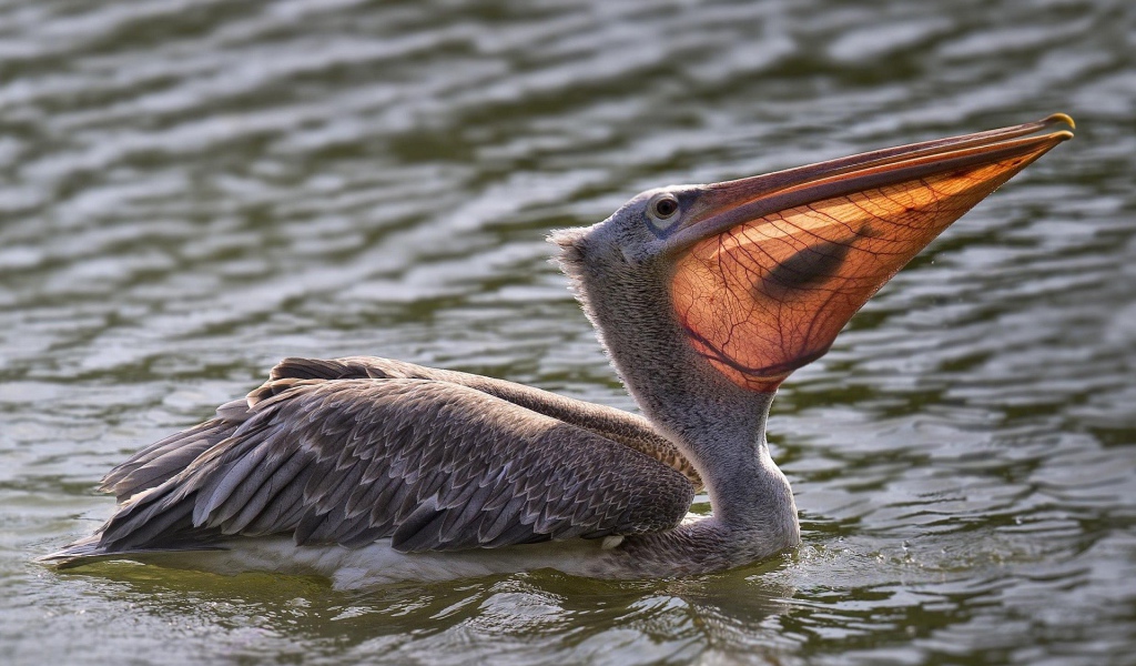 Пеликан с рыбой в клюве в воде 
