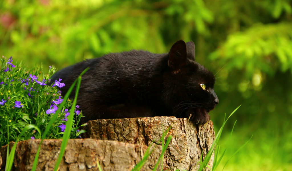 Красивый черный кот лежит на пне 