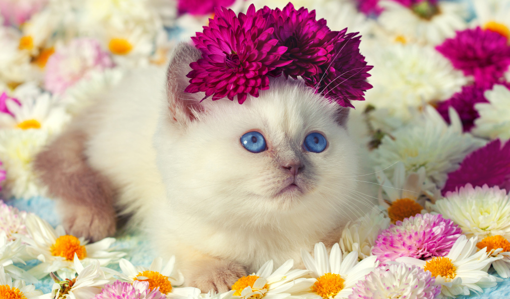 Милый маленький котенок в цветах хризантемы