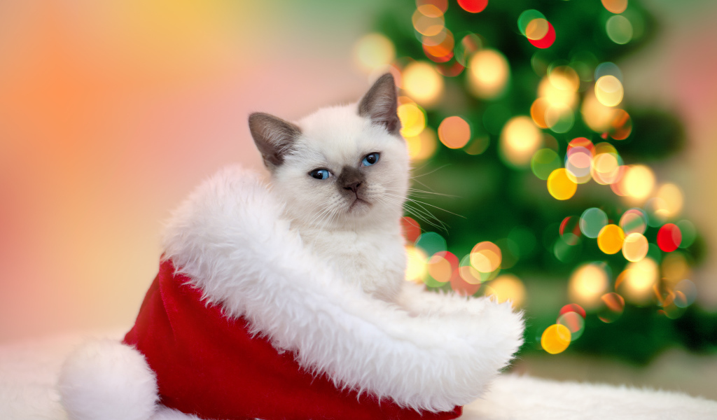 Маленький котенок сидит в шапке Санта Клауса на новый год